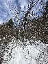  ( - FDS-CA-01592)  @11 [ ] c (2024) Rudy Diaz Fungal Diversity Survey
