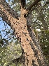  ( - FDS-CA-01595)  @11 [ ] c (2024) Rudy Diaz Fungal Diversity Survey