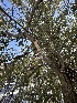  ( - FDS-CA-01595)  @11 [ ] c (2024) Rudy Diaz Fungal Diversity Survey