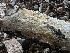  (Phanerochaete livescens - FDS-CA-01626)  @11 [ ] c (2024) Rudy Diaz Fungal Diversity Survey