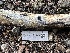  ( - FDS-CA-01626)  @11 [ ] c (2024) Rudy Diaz Fungal Diversity Survey
