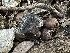  ( - FDS-CA-01629)  @11 [ ] c (2024) Rudy Diaz Fungal Diversity Survey