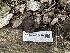  ( - FDS-CA-01629)  @11 [ ] c (2024) Rudy Diaz Fungal Diversity Survey