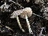  ( - FDS-CA-01633)  @11 [ ] c (2024) Rudy Diaz Fungal Diversity Survey
