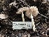  ( - FDS-CA-01633)  @11 [ ] c (2024) Rudy Diaz Fungal Diversity Survey