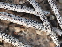  (Dothiora sp. CA02 - FDS-CA-03307)  @11 [ ] by (2024) Justin Paulin Fungal Diversity Survey