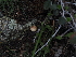  (Lepiota scaberula - FDS-CA-03312)  @11 [ ] by (2024) Justin Paulin Fungal Diversity Survey
