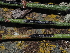  ( - FDS-CA-03314)  @11 [ ] by (2024) Justin Paulin Fungal Diversity Survey
