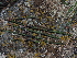  ( - FDS-CA-03314)  @11 [ ] by (2024) Justin Paulin Fungal Diversity Survey