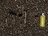  ( - FDS-CA-03316)  @11 [ ] by (2024) Justin Paulin Fungal Diversity Survey