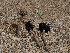  ( - FDS-CA-03316)  @11 [ ] by (2024) Justin Paulin Fungal Diversity Survey