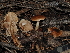 ( - FDS-CA-03318)  @11 [ ] by (2024) Justin Paulin Fungal Diversity Survey