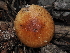  ( - FDS-CA-03318)  @11 [ ] by (2024) Justin Paulin Fungal Diversity Survey