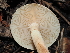  ( - FDS-CA-03318)  @11 [ ] by (2024) Justin Paulin Fungal Diversity Survey