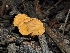  ( - FDS-CA-03321)  @11 [ ] by (2024) Justin Paulin Fungal Diversity Survey