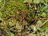  ( - FDS-CA-03326)  @11 [ ] by (2024) Justin Paulin Fungal Diversity Survey