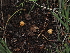  ( - FDS-CA-03327)  @11 [ ] by (2024) Justin Paulin Fungal Diversity Survey
