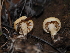 ( - FDS-CA-03327)  @11 [ ] by (2024) Justin Paulin Fungal Diversity Survey