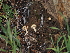  ( - FDS-CA-03327)  @11 [ ] by (2024) Justin Paulin Fungal Diversity Survey