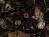  ( - FDS-CA-03328)  @11 [ ] by (2024) Justin Paulin Fungal Diversity Survey