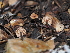  ( - FDS-CA-03328)  @11 [ ] by (2024) Justin Paulin Fungal Diversity Survey