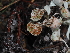  ( - FDS-CA-03329)  @11 [ ] by (2024) Justin Paulin Fungal Diversity Survey