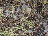  ( - FDS-CA-03330)  @11 [ ] by (2024) Justin Paulin Fungal Diversity Survey
