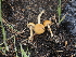  ( - FDS-CA-03330)  @11 [ ] by (2024) Justin Paulin Fungal Diversity Survey