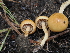  ( - FDS-CA-03330)  @11 [ ] by (2024) Justin Paulin Fungal Diversity Survey