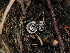  ( - FDS-CA-03331)  @11 [ ] by (2024) Justin Paulin Fungal Diversity Survey
