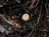  ( - FDS-CA-03331)  @11 [ ] by (2024) Justin Paulin Fungal Diversity Survey