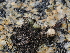  ( - FDS-CA-03331)  @11 [ ] by (2024) Justin Paulin Fungal Diversity Survey
