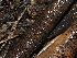  (Dothiora oleae - FDS-CA-03332)  @11 [ ] by (2024) Justin Paulin Fungal Diversity Survey