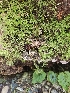  ( - FDS-CA-02117)  @11 [ ] by (2024) Mandy Hackney Fungal Diversity Survey