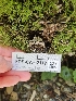  ( - FDS-CA-02117)  @11 [ ] by (2024) Mandy Hackney Fungal Diversity Survey