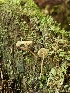  ( - FDS-CA-02120)  @11 [ ] by (2024) Mandy Hackney Fungal Diversity Survey