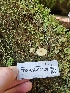  ( - FDS-CA-02120)  @11 [ ] by (2024) Mandy Hackney Fungal Diversity Survey