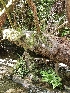 ( - FDS-CA-02120)  @11 [ ] by (2024) Mandy Hackney Fungal Diversity Survey