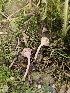  ( - FDS-CA-02147)  @11 [ ] by (2024) Mandy Hackney Fungal Diversity Survey