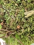  ( - FDS-CA-02147)  @11 [ ] by (2024) Mandy Hackney Fungal Diversity Survey