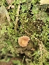  ( - FDS-CA-02147)  @11 [ ] by (2024) Mandy Hackney Fungal Diversity Survey