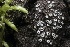  ( - FDS-CA-00990)  @11 [ ] by-nc (2024) Taye Bright Fungal Diversity Survey