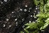  ( - FDS-CA-00990)  @11 [ ] by-nc (2024) Taye Bright Fungal Diversity Survey