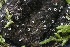  ( - FDS-CA-00990)  @11 [ ] by-nc (2024) Taye Bright Fungal Diversity Survey