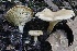  ( - FDS-CA-00995)  @11 [ ] by-nc (2024) Taye Bright Fungal Diversity Survey