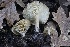 ( - FDS-CA-00995)  @11 [ ] by-nc (2024) Taye Bright Fungal Diversity Survey