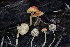  ( - FDS-CA-00996)  @11 [ ] by-nc (2024) Taye Bright Fungal Diversity Survey