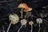  ( - FDS-CA-00996)  @11 [ ] by-nc (2024) Taye Bright Fungal Diversity Survey