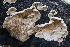  ( - FDS-CA-00993)  @11 [ ] by-nc (2024) Taye Bright Fungal Diversity Survey