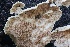  ( - FDS-CA-00993)  @11 [ ] by-nc (2024) Taye Bright Fungal Diversity Survey